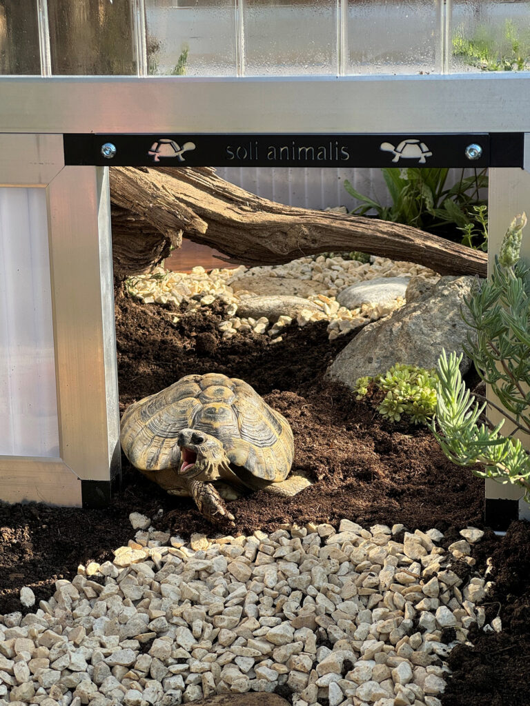 Preise Schildkröten
